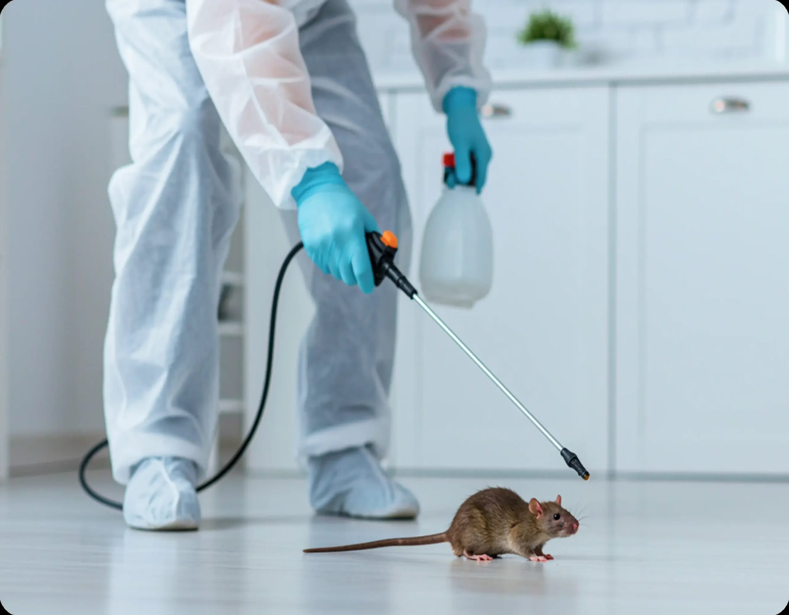 Professional rodent control service in KSA